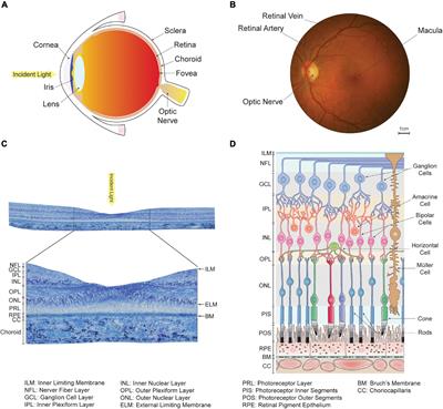 Variability in Retinal Neuron Populations and Associated Variations in Mass Transport Systems of the Retina in Health and Aging